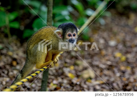 愛らしい仕草のリスザルに癒される 石垣島 愛らしい仕草のリスザルに癒される 石垣島 125678956