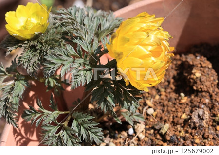 鉢栽培で花を咲かせたフクジュソウ 125679002