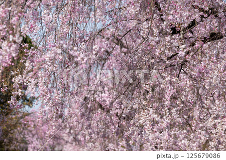 満開の桜咲く　愛知県　東谷山フルーツパーク 125679086