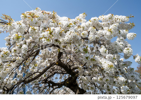 満開の桜咲く　愛知県　東谷山フルーツパーク 125679097