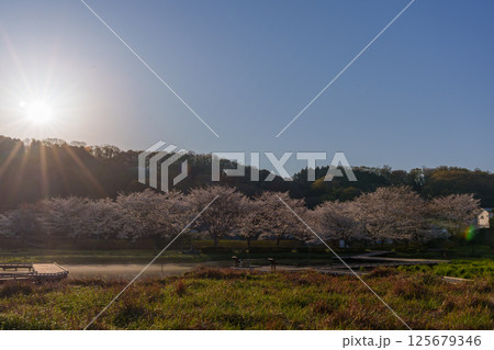 水面に映る桜 厳島湿地公園 水面に映る桜 厳島湿地公園 125679346