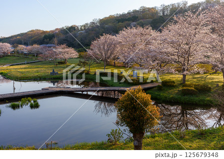 水面に映る桜　厳島湿地公園 125679348