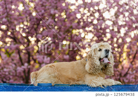 Cute American Cocker Spaniel on bench with sakura background. 125679438