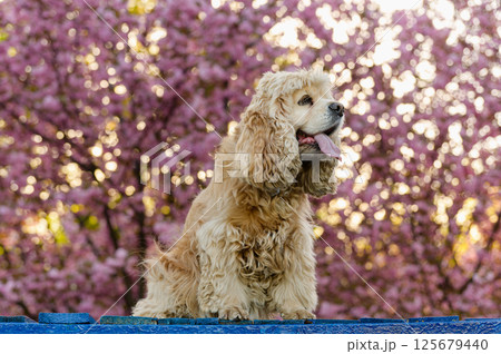 Fluffy American Cocker Spaniel with tongue out near sakura. 125679440