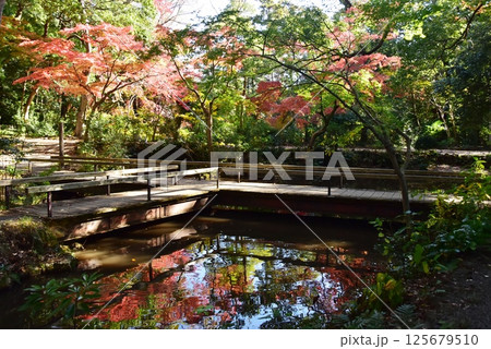 静岡県　三島市立公園楽寿園の池と散策路と紅葉 125679510