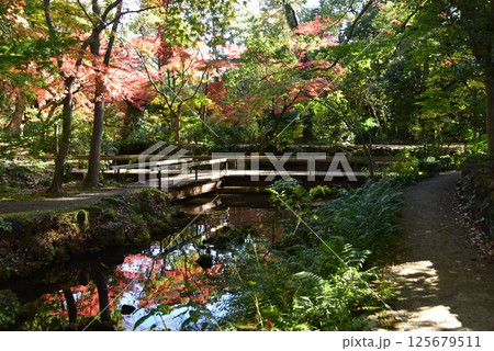静岡県 三島市立公園楽寿園の池と散策路と紅葉 静岡県 三島市立公園楽寿園の池と散策路と紅葉 125679511