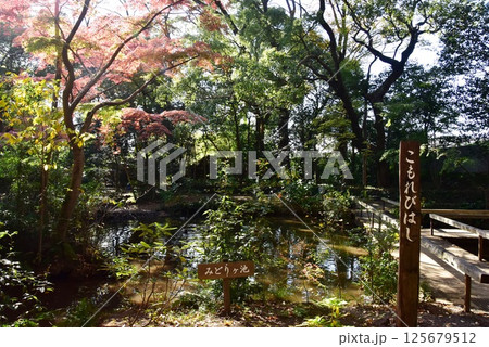 静岡県　三島市立公園楽寿園の池とこもれびはしと紅葉 125679512