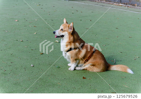 Corgi dog sitting on green court looking to the left. Corgi dog sitting on green court looking to the left. 125679526