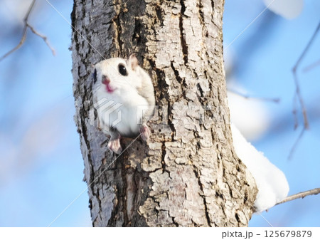 えぞももんが 北海道三大かわいい動物 えぞももんが 北海道三大かわいい動物 125679879