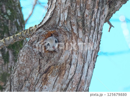 えぞももんが 北海道三大かわいい動物 えぞももんが 北海道三大かわいい動物 125679880