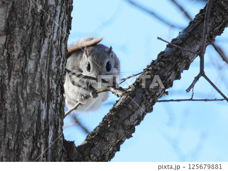 えぞももんが 北海道三大かわいい動物 えぞももんが 北海道三大かわいい動物 125679881