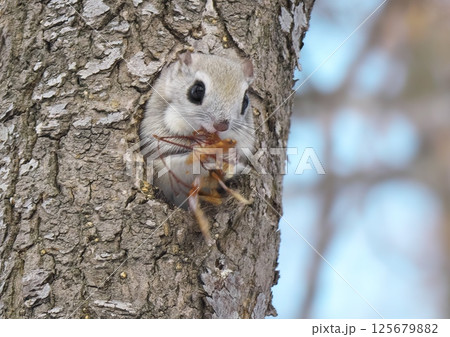 えぞももんが　北海道三大かわいい動物 125679882