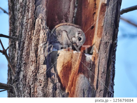 えぞももんが　北海道三大かわいい動物 125679884