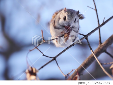 えぞももんが 北海道三大かわいい動物 えぞももんが 北海道三大かわいい動物 125679885