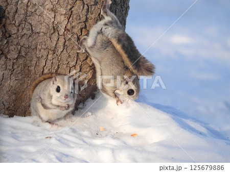 えぞももんが　北海道三大かわいい動物 125679886