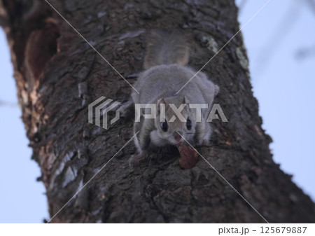 えぞももんが 北海道三大かわいい動物 えぞももんが 北海道三大かわいい動物 125679887