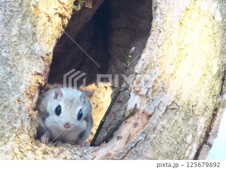 えぞももんが　北海道三大かわいい動物 125679892