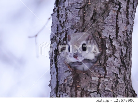 えぞももんが　北海道三大かわいい動物 125679900