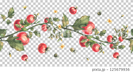 Tomato plant seamless border with red fruit, green leaves and yellow flowers. Watercolor ripe and unripe vegetables harvest realistic pattern Hand drawn illustration isolated from background for print Tomato plant seamless border with red fruit, green leaves and yellow flowers. Watercolor ripe and unripe vegetables harvest realistic pattern Hand drawn illustration isolated from background for print 125679936