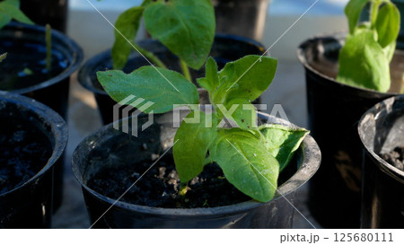Green young plants in pots, seedlings. Water pours into pots with seedlings. Green young plants in pots, seedlings. Water pours into pots with seedlings. 125680111