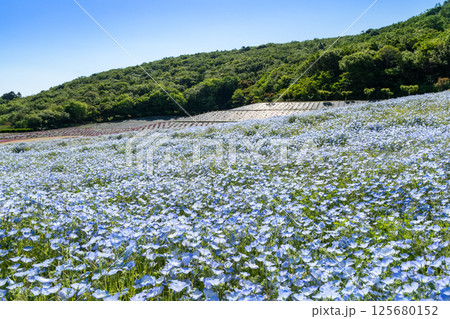 満開のネモフィラ（三重県志摩市） 125680152