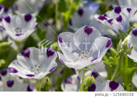 白いネモフィラ・マクラータのアップ(三重県志摩市) 白いネモフィラ・マクラータのアップ(三重県志摩市) 125680158