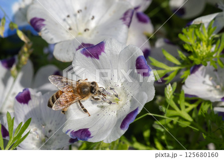 白いネモフィラ・マクラータと蜂（三重県志摩市） 125680160