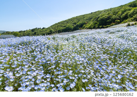 満開の青いネモフィラ（三重県志摩市） 125680162