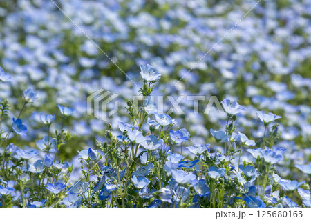 満開の青いネモフィラ（三重県志摩市） 125680163