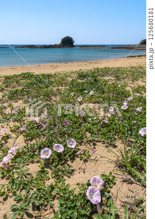 あづり浜の浜昼顔（三重県志摩市志摩町） 125680181