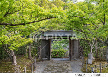 岡崎城公園の新緑（岡崎城公園城南亭付近　愛知県岡崎市） 125680190