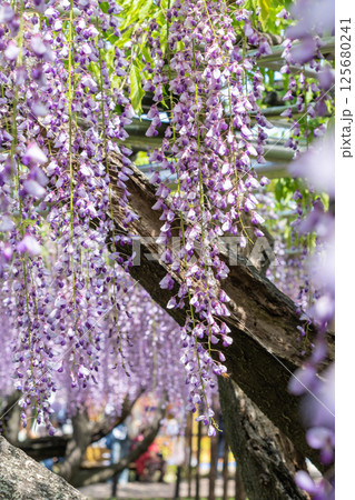 満開の五万石ふじ（岡崎城公園　愛知県岡崎市） 125680241
