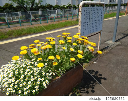 「大仁駅」プラットホーム 伊豆箱根鉄道駿豆線 「大仁駅」プラットホーム 伊豆箱根鉄道駿豆線 125680331
