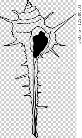 Sea shells, conches 125680333