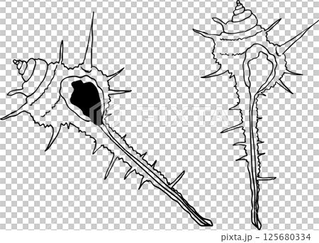 海貝殼 - 海螺套裝 125680334