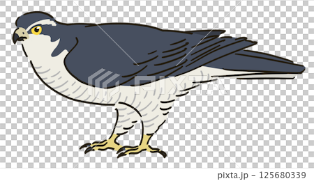 蒼鷹的插圖 125680339