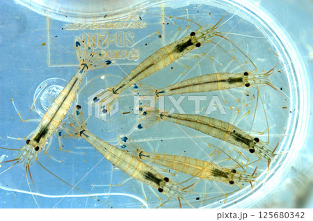ヤマトヌマエビ 125680342