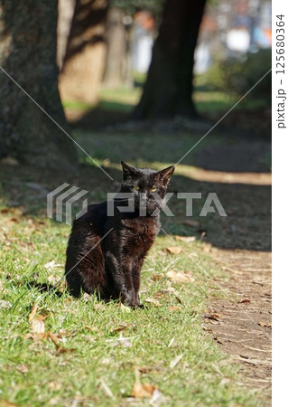 人懐こい真っ黒な野良猫 125680364