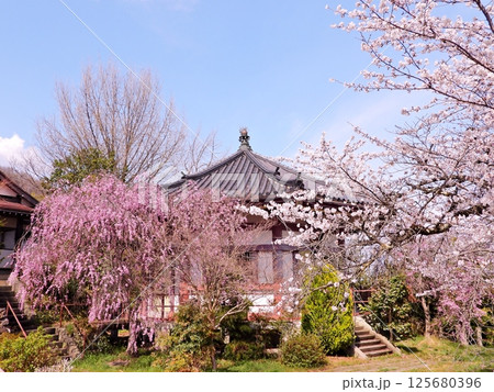 青空の下満開の桜に囲まれた八角堂 125680396