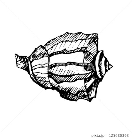 Hand-drawn seashell illustration in vintage engraving style. Black and white marine mollusk sketch perfect for nautical decor, beach-themed design, or tattoo art. Isolated on white background 125680398