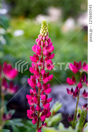 White lupine blooms attract a busy bee in a vibrant garden during springtime 125680545