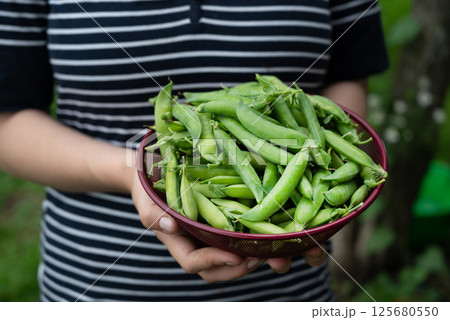 Freshly harvested green peas collected from a thriving garden during the late spring season Freshly harvested green peas collected from a thriving garden during the late spring season 125680550