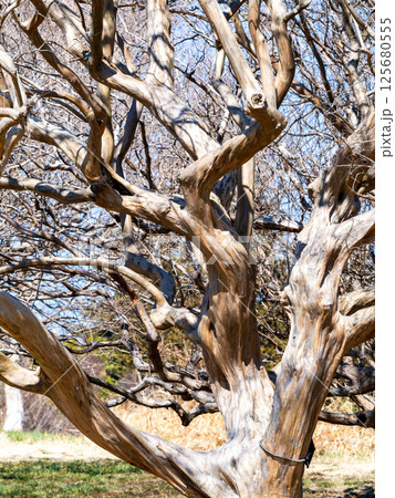 ゴツゴツだけどスベスベのサルスベリの木 ゴツゴツだけどスベスベのサルスベリの木 125680555