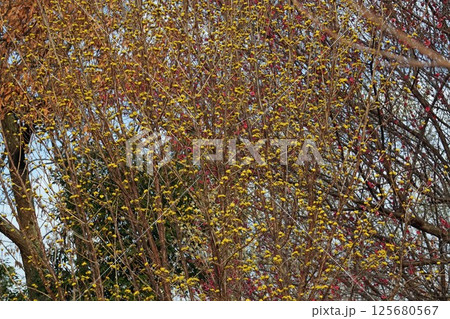 サンシュユの花 125680567