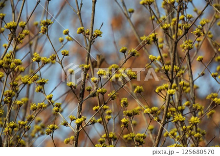 サンシュユの花 125680570