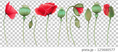 Clipart with poppy flowers, buds and poppy boxes. Watercolor illustration. Hand drawn isolated art. Remembrance, spring and labor day. Set of botanical herbaceous plants. For wedding printing, cards. 125680577