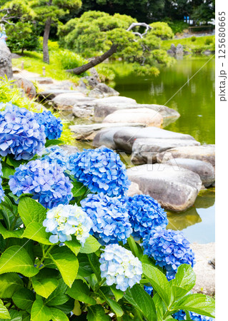清澄庭園 磯渡りとアジサイ 清澄庭園 磯渡りとアジサイ 125680665