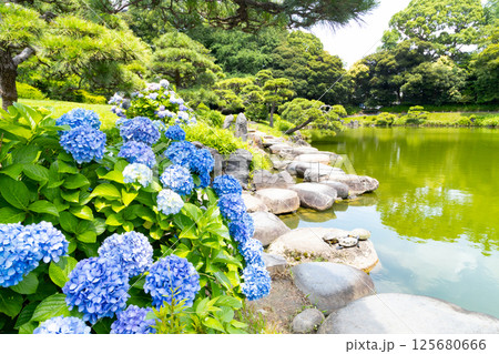 清澄庭園 磯渡りとアジサイ 清澄庭園 磯渡りとアジサイ 125680666
