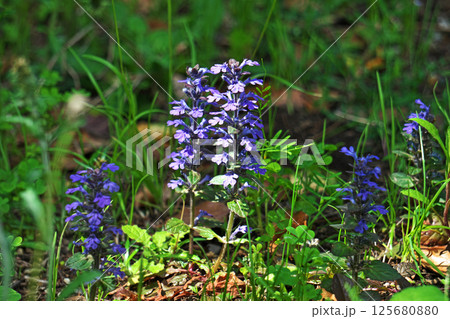 紫色のアジュガの花(春、四月) 紫色のアジュガの花(春、四月) 125680880