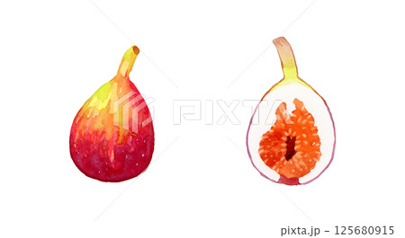 半分にカットしたイチジク　フルーツの手描き水彩イラスト素材 125680915